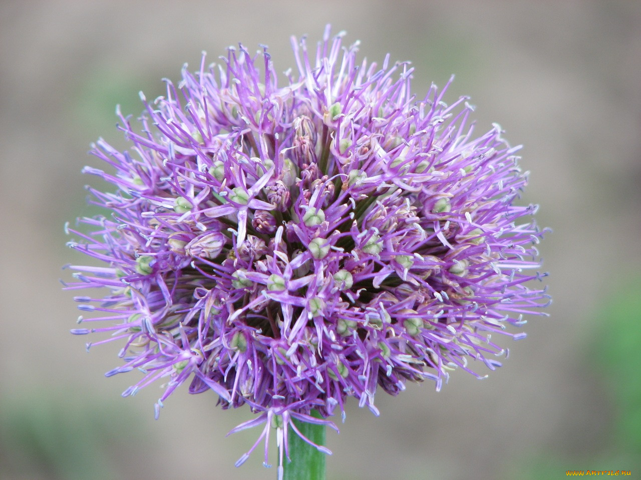 Eros аллиум. Allium woronowii. Allium litvinovii. Allium longicuspis.